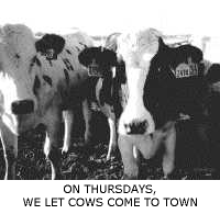 [On Thursdays, we let cows come to town... Mooooooooooo!]